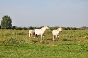 Chevaux