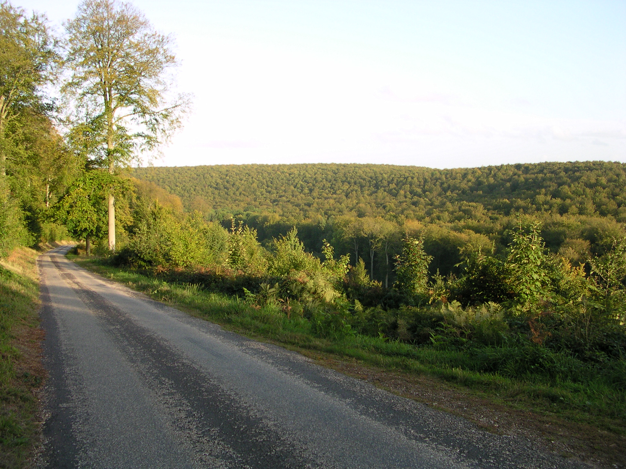 foret de Brotonne