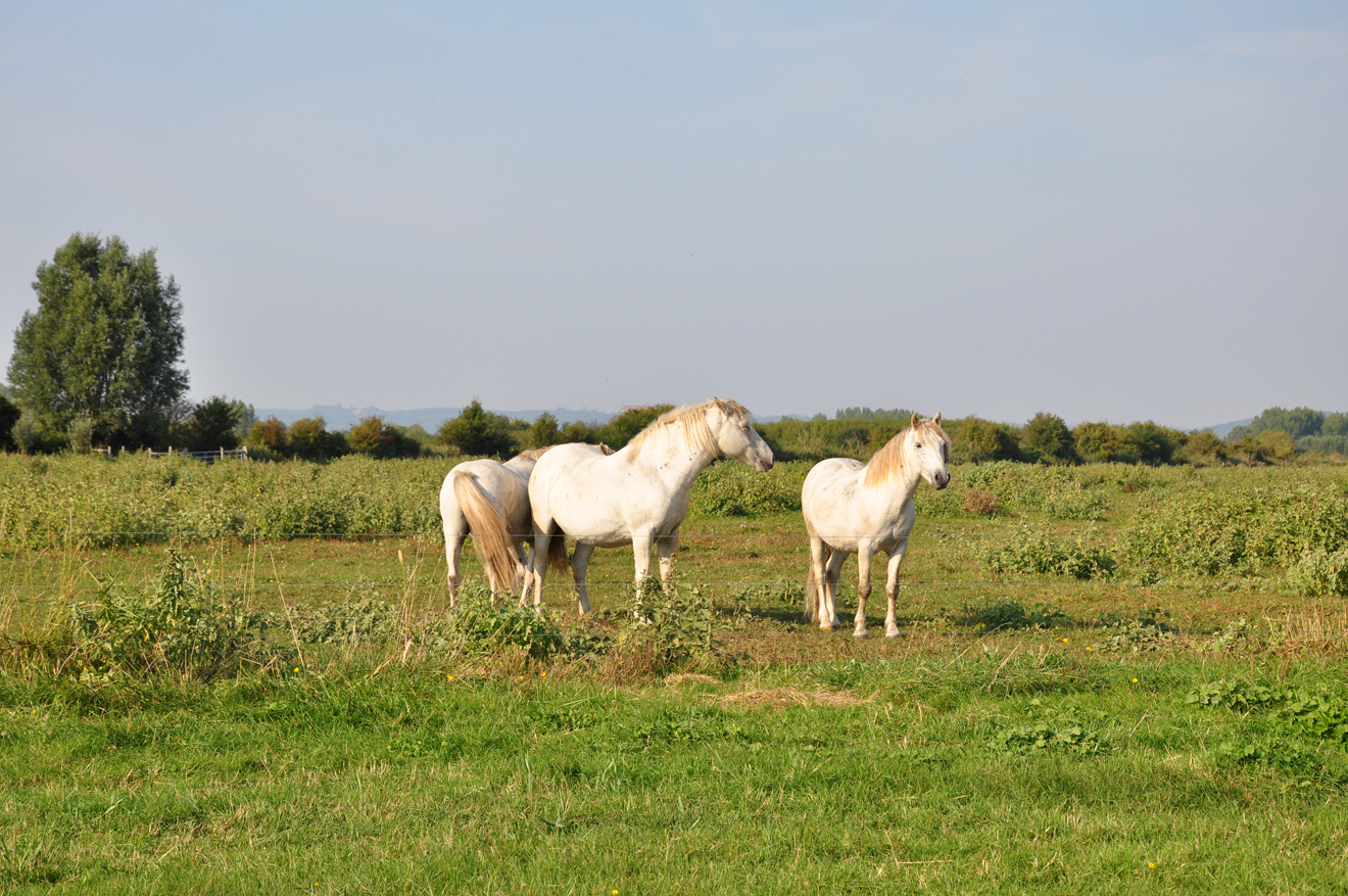 Chevaux en liberté