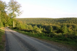 la si belle forêt de Brotonne